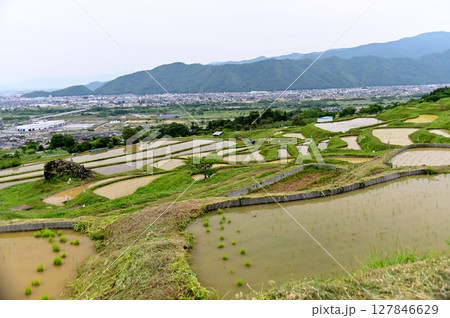 田植の済んだ姨捨棚田を俯瞰撮影 田植の済んだ姨捨棚田を俯瞰撮影 127846629