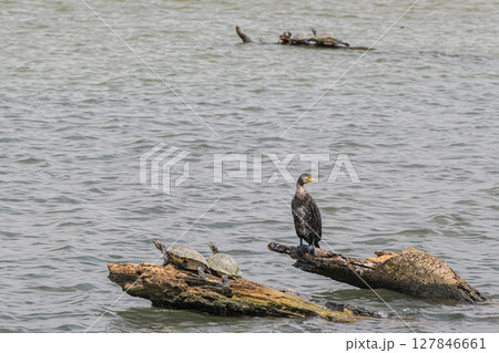 流木の上に立つカワウと甲羅干しするアカミミガメ　淀川　大阪市 127846661