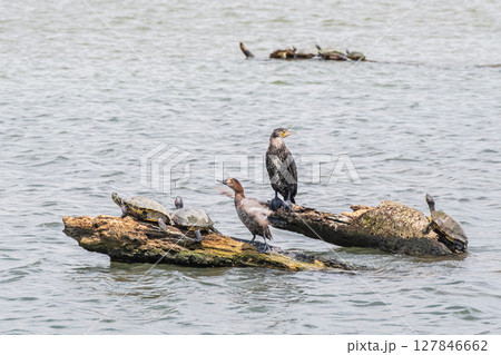 流木の上に立つカワウとホシハジロと甲羅干しするアカミミガメ　淀川　大阪市 127846662