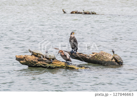 流木の上に立つカワウとホシハジロと甲羅干しするアカミミガメ　淀川　大阪市 127846663