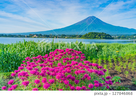 （山梨県）河口湖大石公園　真っ赤なモナルダの花越しに富士山 127846868