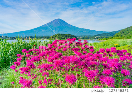 (山梨県)河口湖大石公園 真っ赤なモナルダの花越しに富士山 (山梨県)河口湖大石公園 真っ赤なモナルダの花越しに富士山 127846871