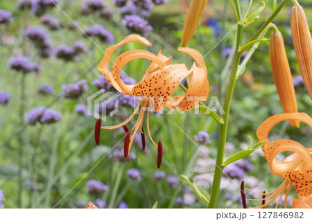 ユリの花 127846982