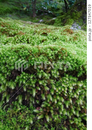 祇王寺の境内の苔に覆われた庭園 127847019