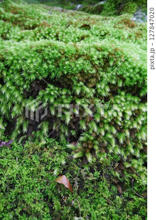 祇王寺の境内の苔に覆われた庭園 127847020