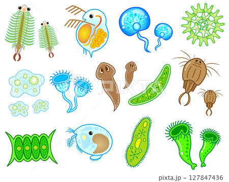 かわいい微生物とプランクトンのイラスト素材セット 127847436