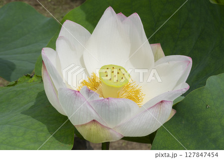 ハスの花 ハスの花 127847454