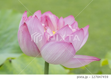 ハスの花 127847459