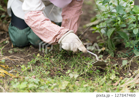 ねじり鎌を持って畑の草取りをするシニア女性  ガーデニング 127847460