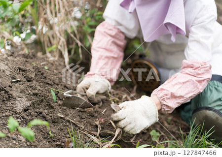 ねじり鎌を持って畑の草取りをするシニア女性 ガーデニング ねじり鎌を持って畑の草取りをするシニア女性 ガーデニング 127847466