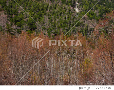 春の観光名所上高地の枯れた森の新緑の風景 127847650
