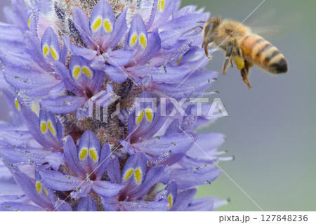 ポンテデリアの蜜を吸うミツバチ ポンテデリアの蜜を吸うミツバチ 127848236