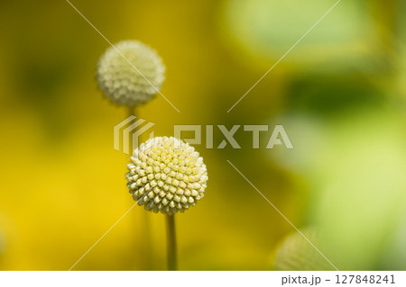 黄色いクラスペディアの花 127848241