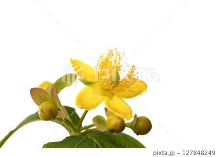 ヒペリカム 127848249