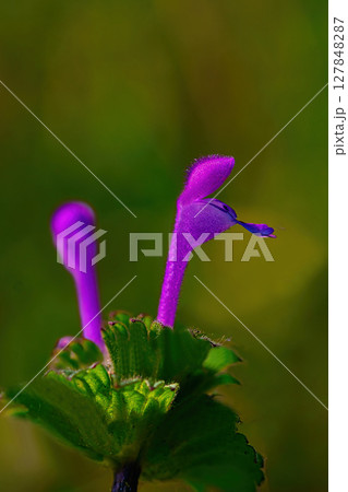 可愛いホトケノザの花 127848287