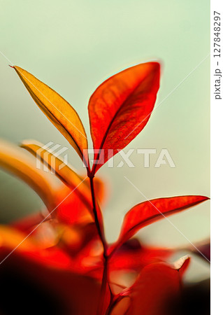 赤いナンテンの新芽 127848297