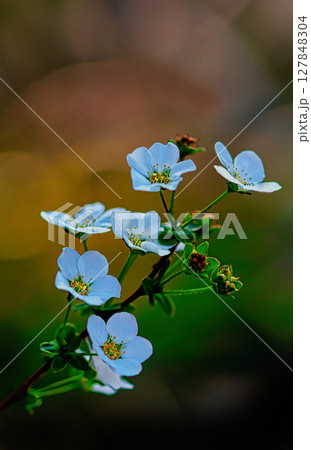 白いユキヤナギの花 127848304