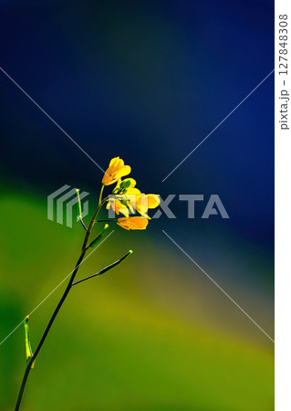 光を浴びて輝く菜の花 光を浴びて輝く菜の花 127848308