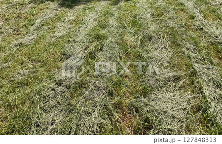 mown grass creates textured landscape in sunny, open field during afternoon hours. closeup. mown grass creates textured landscape in sunny, open field during afternoon hours. closeup. 127848313