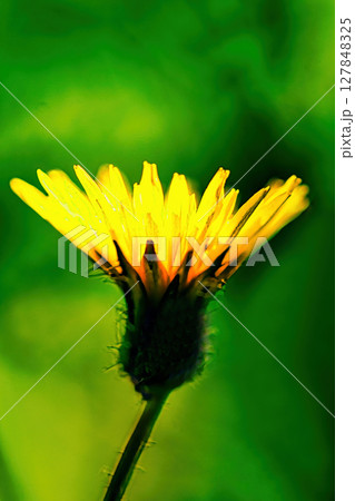 黄色いブタナの花 127848325