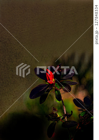 木陰にそっと咲くアザレア 127848334