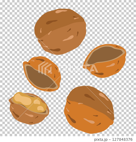 簡單的核桃圖 簡單的核桃圖 127848376