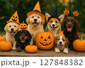犬が楽しくハロウィンをしている様子 127848382