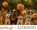 犬が楽しくハロウィンをしている様子 127848383