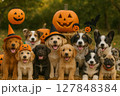 犬が楽しくハロウィンをしている様子 127848384