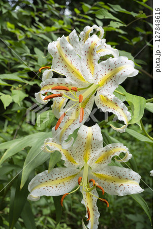 ヤマユリの花 ヤマユリの花 127848616