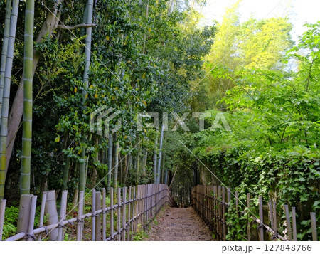 竹林のある風景 127848766