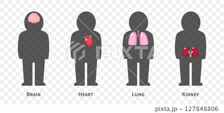 The human body systems cartoon illustration Set 1 of 3. Includes nervous, cardiovascular, respiratory and urinary system . Isolated transparent background . Vector . 127848806