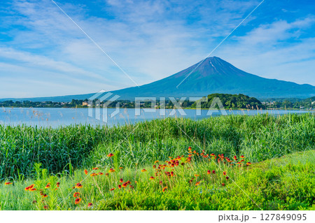 （山梨県）河口湖大石公園　花壇越しに夏富士 127849095