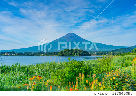 （山梨県）河口湖大石公園　花壇越しに夏富士 127849096