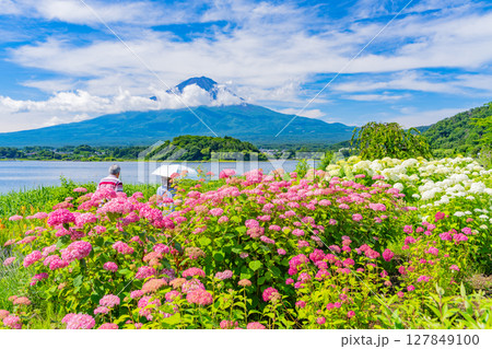 (山梨県)河口湖大石公園 花壇越しに夏富士 (山梨県)河口湖大石公園 花壇越しに夏富士 127849100