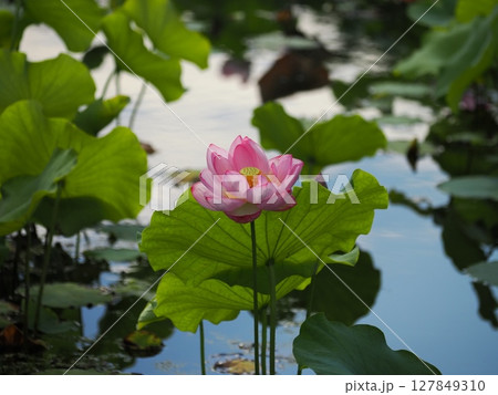水面に浮かぶ蓮の花 127849310