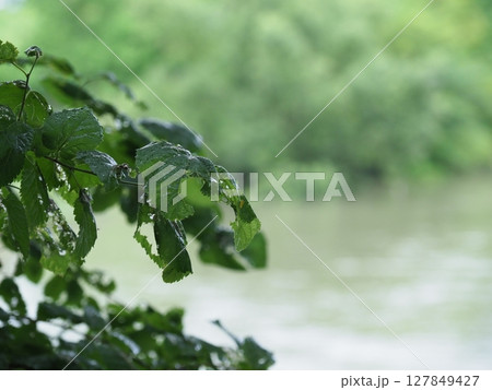 水辺に咲く紫陽花 水辺に咲く紫陽花 127849427