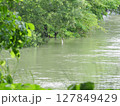 水面に映る新緑 127849429