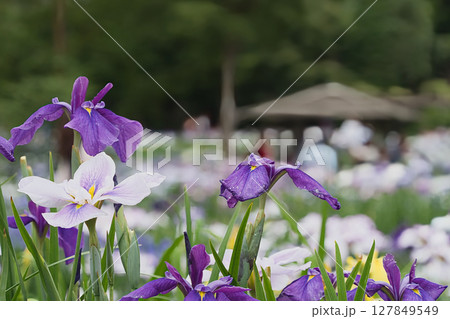 公園に咲く花菖蒲 公園に咲く花菖蒲 127849549