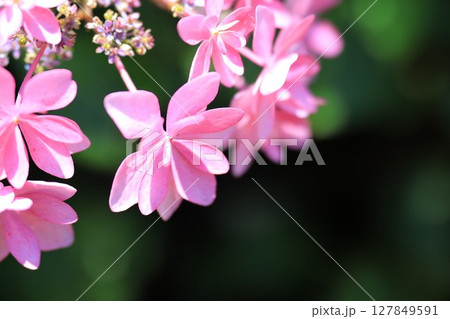 ピンク色の可愛い花 127849591