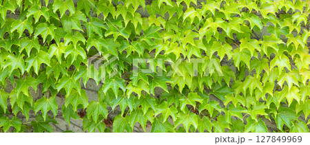 壁に一面の緑の蔦のある風景 壁に一面の緑の蔦のある風景 127849969