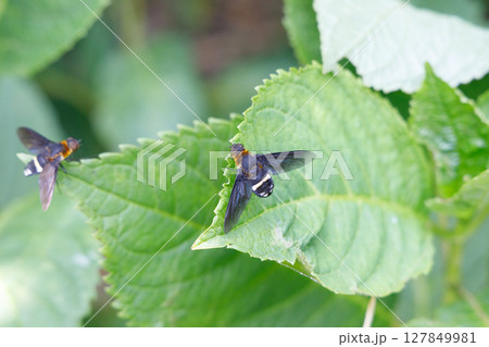 葉に止まるクロバネツリアブ 葉に止まるクロバネツリアブ 127849981
