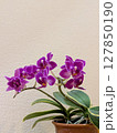 紫の蘭  ラン  【花・素材】 127850190
