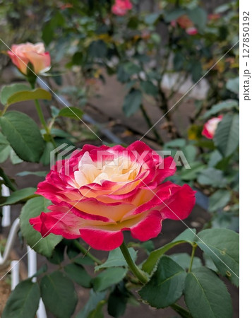 赤いバラ  薔薇【花・素材】 127850192