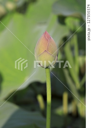 日本の蓮 127850374