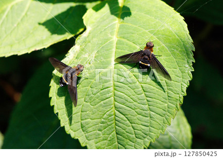 葉に止まるクロバネツリアブ 127850425