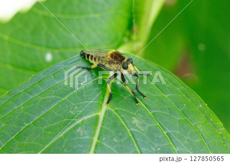 葉に止まるシオヤアブ 127850565