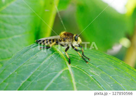 葉に止まるシオヤアブ 葉に止まるシオヤアブ 127850566