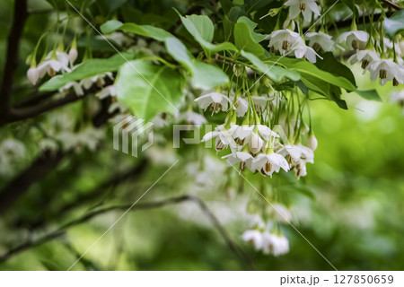 エゴノキの白い花 127850659