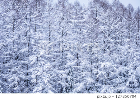 雪化粧した森(恩原湖周辺) 雪化粧した森(恩原湖周辺) 127850704